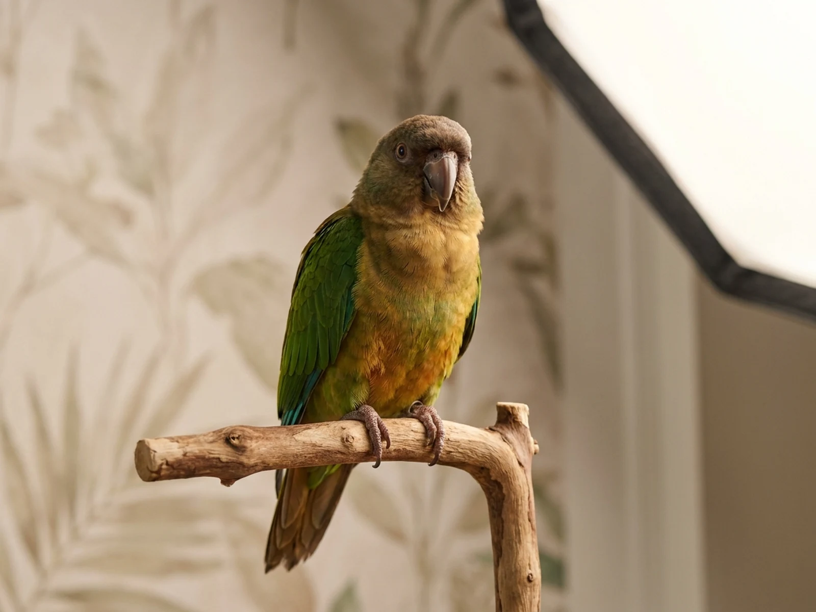Emerald and amber companion parrot portrait on a natural wood perch